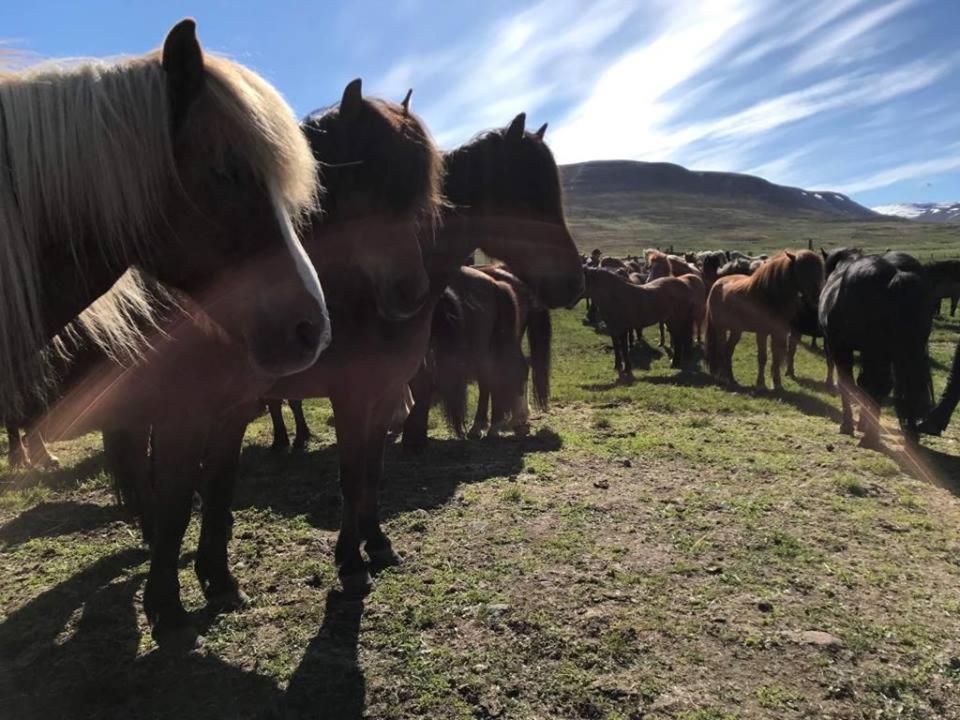 Sythra-Skoerthugil Guesthouse Varmahlid  Bagian luar foto